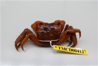 藏品(中型東方蟹)的圖片